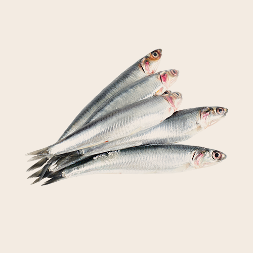 A pile of anchovies on a white background
