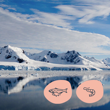Snowy mountain range reflected in calm water under a blue sky, with a decorative icon of a Krill  and wild fish on a pink background overlaid. 