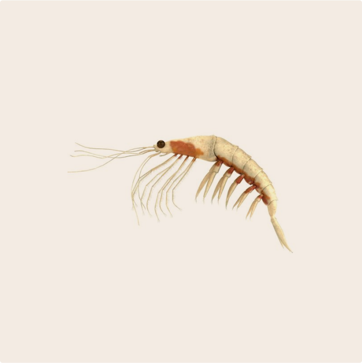 Krill fish on a plain cream background