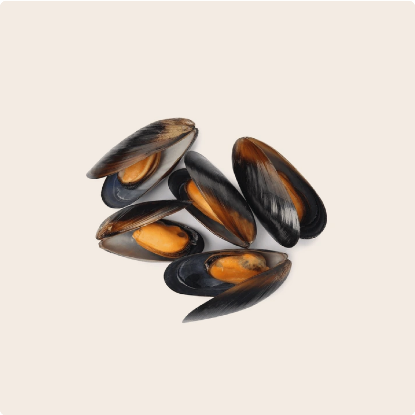 Five open muscles on a plain cream background, high in magnanese