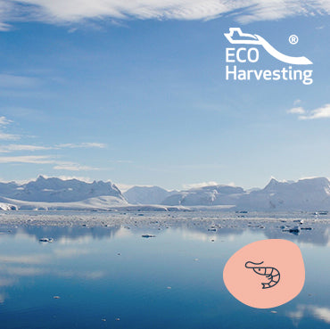 Snowy mountain range reflected in calm water under a blue sky, with an Eco Harvesting logo and decorative icon of a Krill on a pink background overlaid. 