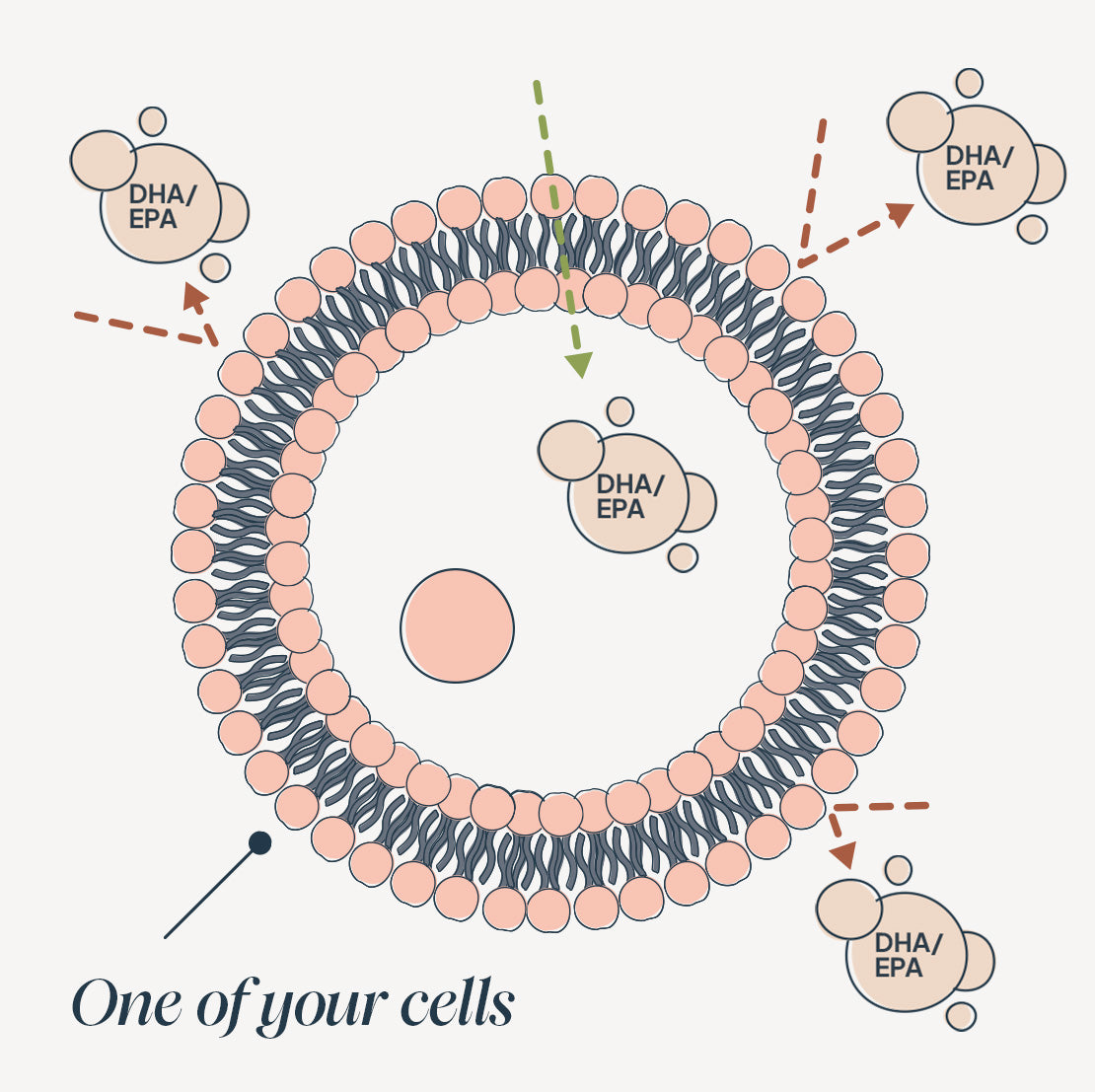 Illustration of a human cell with a phospholipid bilayer membrane, surrounded by DHA/EPA molecules (omega-3 fatty acids). One DHA/EPA molecule is shown entering the cell, indicating absorption or transport across the membrane.
