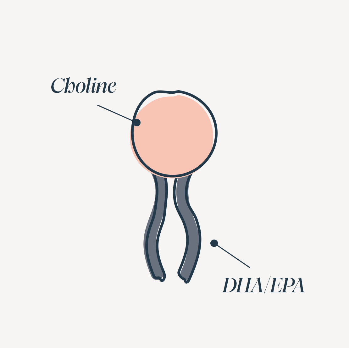 Illustration of a phospholipid a type of fat molecule 