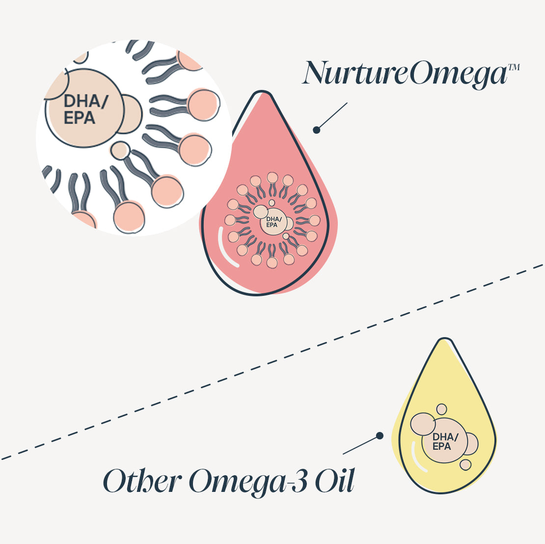  Comparison between two omega-3 oil delivery systems. The top shows "NurtureOmega" with DHA/EPA encapsulated in a micelle-like structure, enhancing absorption. The bottom shows "Other Omega-3 Oil" with DHA/EPA freely suspended in oil droplets, implying less efficient delivery.