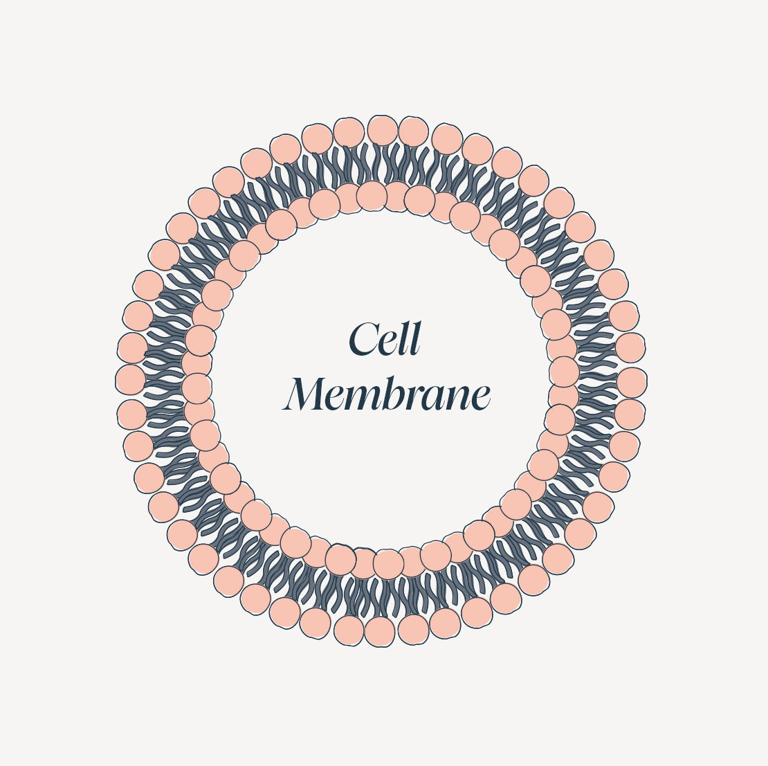 Illustration of phospholipids forming a protective membrane around a cell.