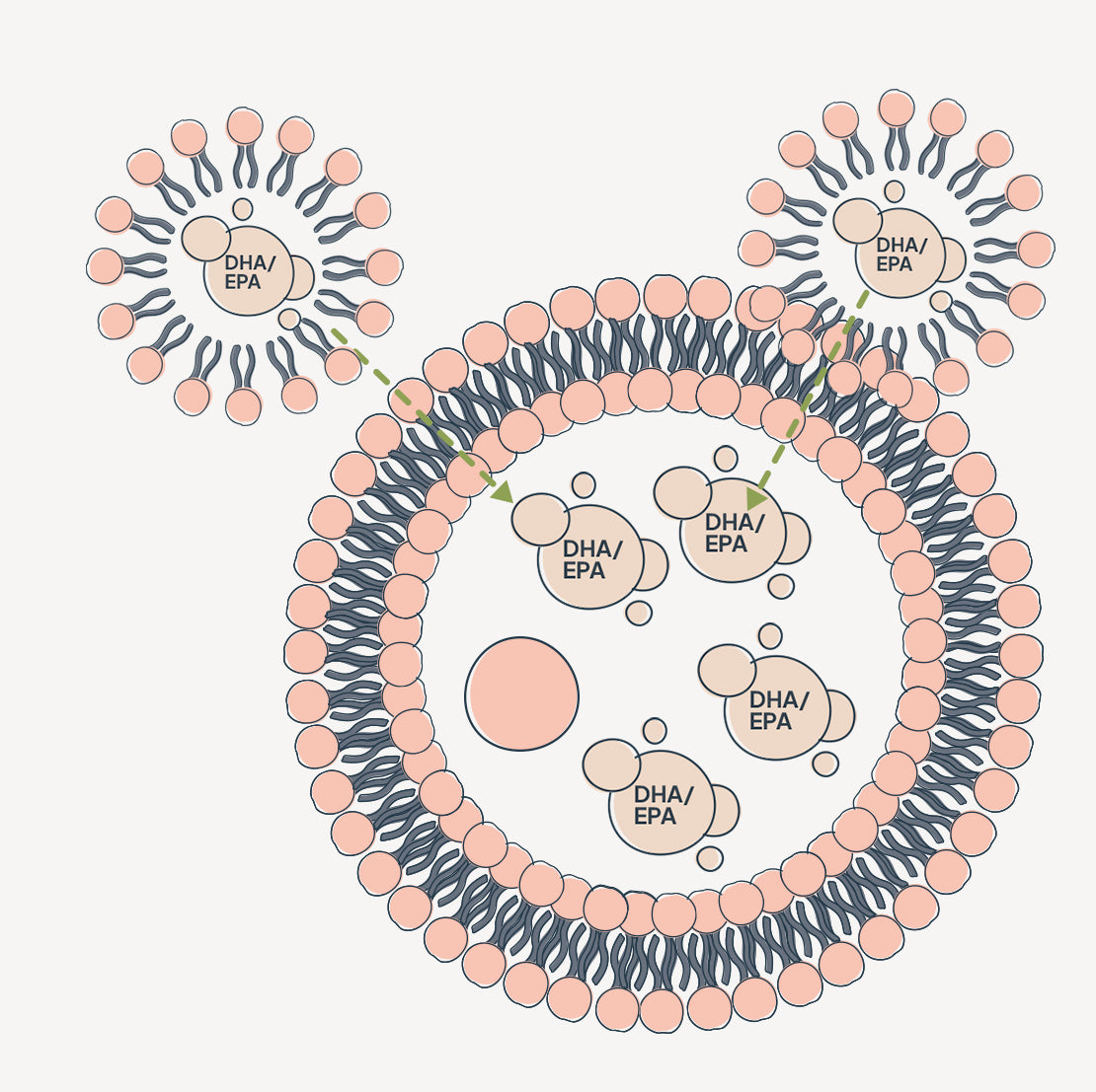 Illustration of liposomes delivering DHA/EPA (omega-3 fatty acids) into a larger cell-like structure. Small liposomes with lipid bilayers and labeled DHA/EPA content are shown merging with the membrane of a larger liposome or cell, allowing the DHA/EPA to enter the interior.