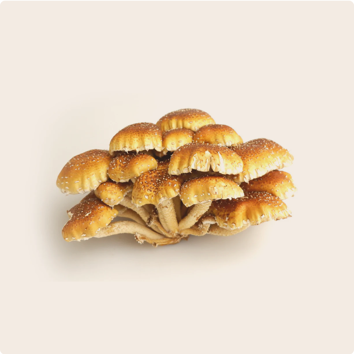 Bunch of mushrooms on a plain cream background, high in VitaminD3